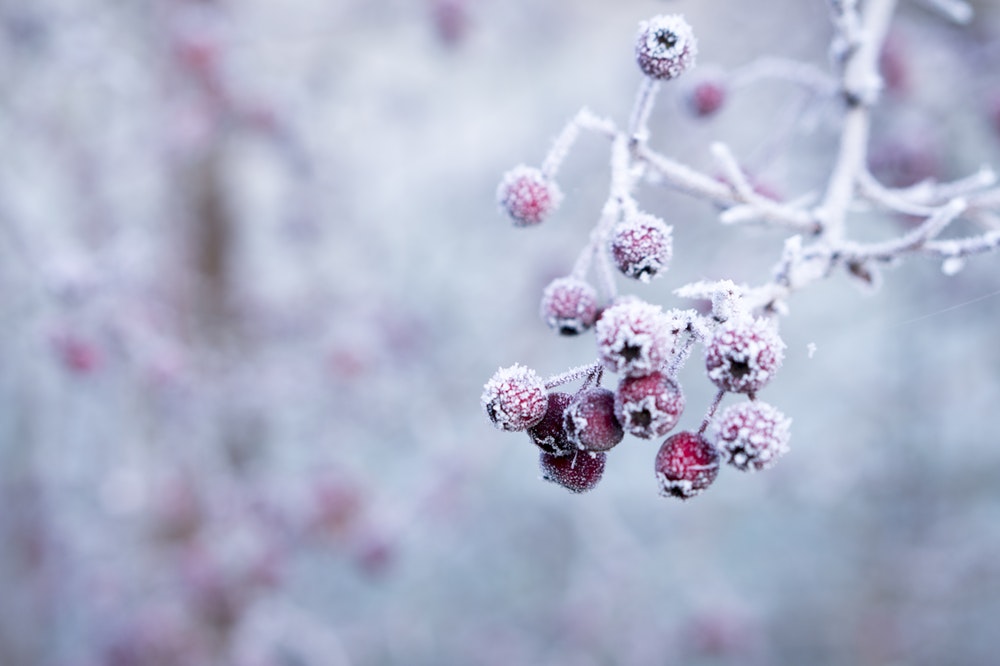 Những hình ảnh lạnh không thể tin nổi vào mùa đông ở Nhật Bản