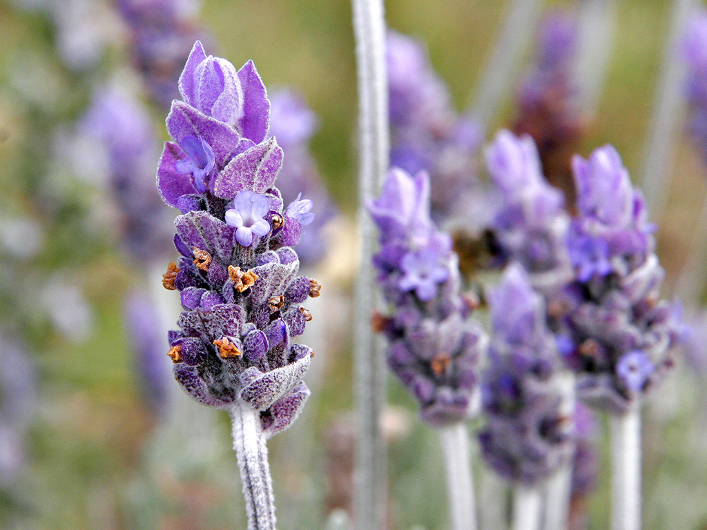 Những điểm ngắm hoa Lavender đẹp tại Pháp