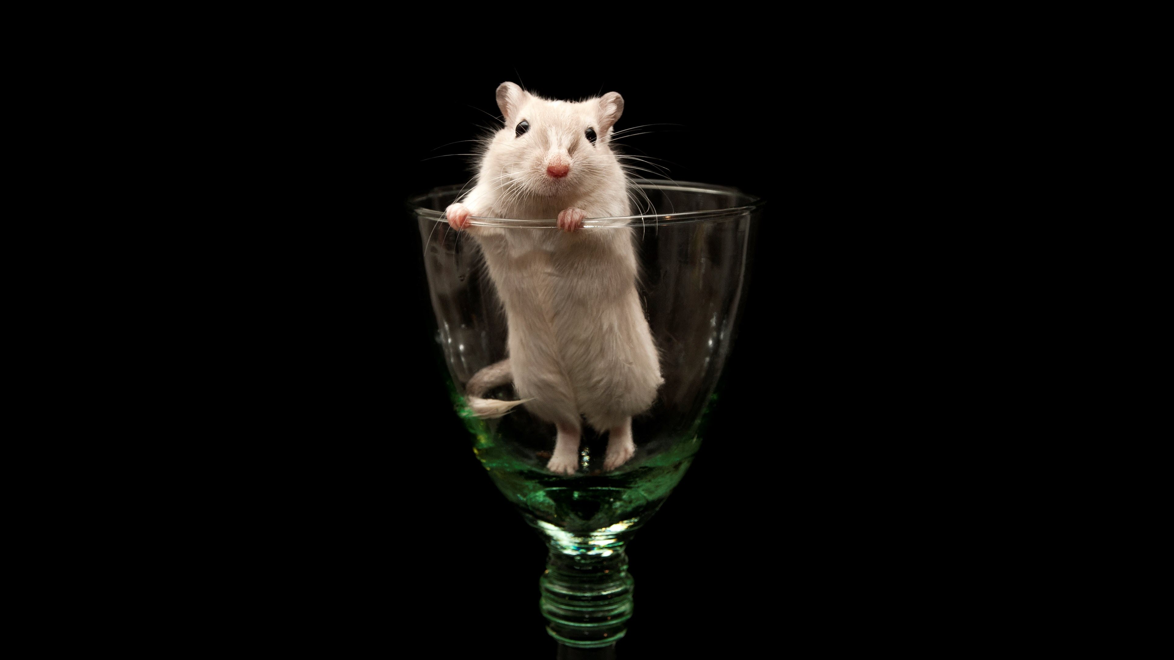 Chân Dung Của Một Chú Chuột Hamster Syria Tóc Dài Màu Vàng Hài Hước Trông  Giống Như Một Quả Bóng Mịn Hình ảnh Sẵn có - Tải xuống Hình ảnh Ngay bây