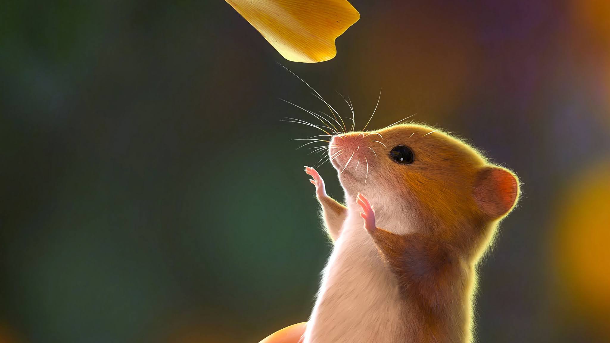 89+ hình ảnh chuột hamster siêu cute và dễ thương nhất 2023