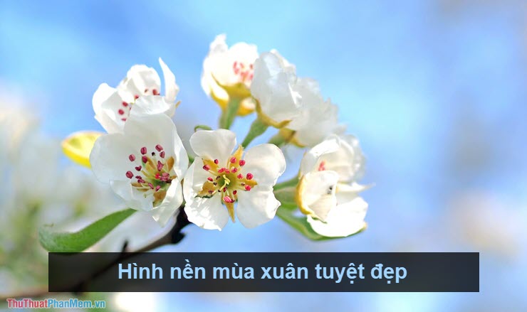 Hình Nền Mùa Xuân Đẹp Cho Máy Tính - Tươi Mới và Sống Động