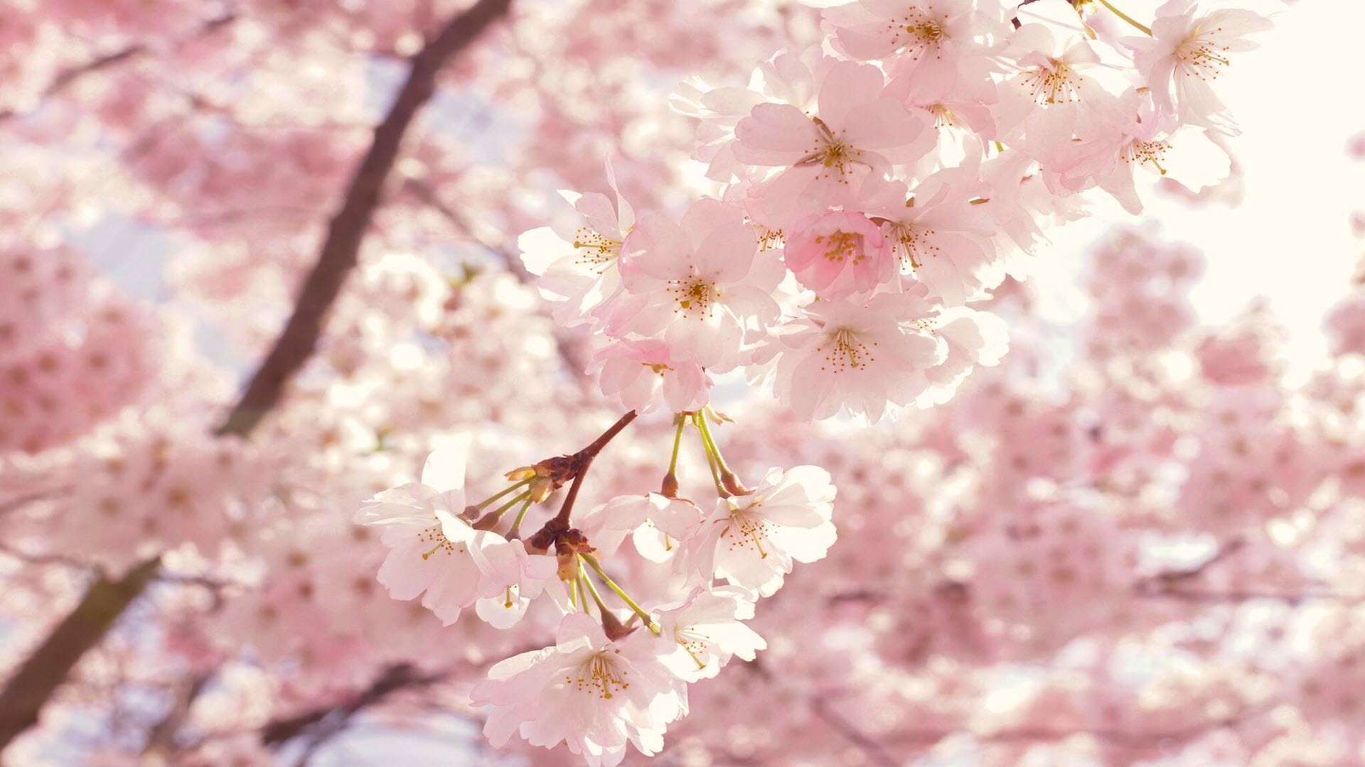 Tổng hợp] 50+ Hình ảnh mùa xuân thiên nhiên đẹp nhất 2024 | BroCanvas