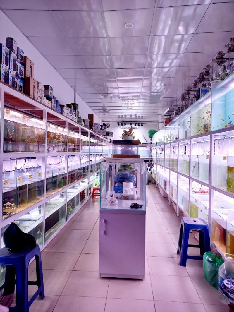 Best 11 Affordable and Reliable Aquarium Stores in Hanoi - Mytour.vn