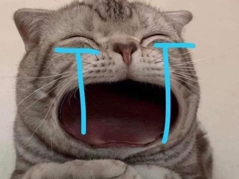 Discover the Most Entertaining and Heartwarming Cat Cry Memes