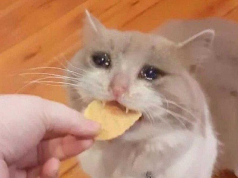 Discover the Most Entertaining and Heartwarming Cat Cry Memes