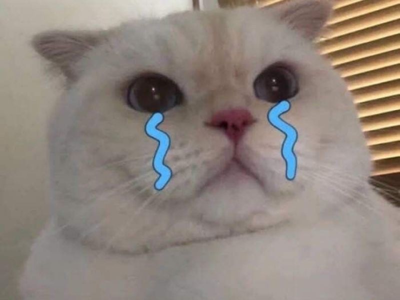 Discover the Most Entertaining and Heartwarming Cat Cry Memes