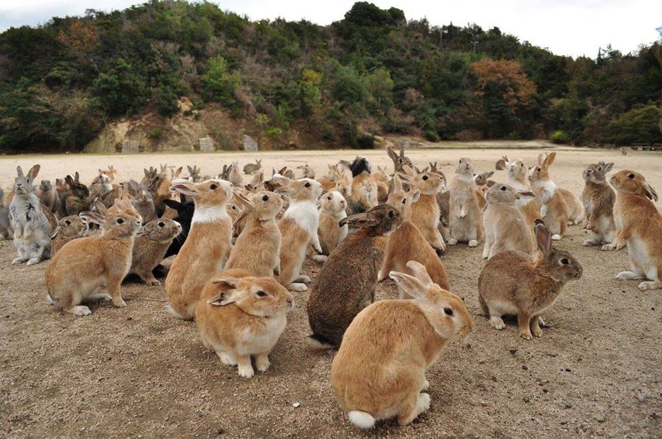 Embark on a Journey to the Enchanting Okunoshima Rabbit Island in Japan ...