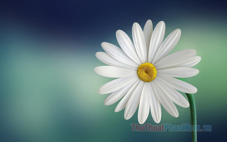 The Most Stunning White Daisy Wallpapers