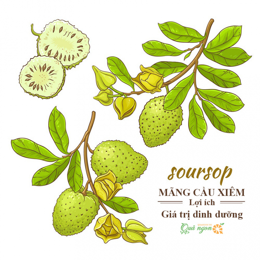 Nutritional Value and Health Benefits of Mangosteen Mytour