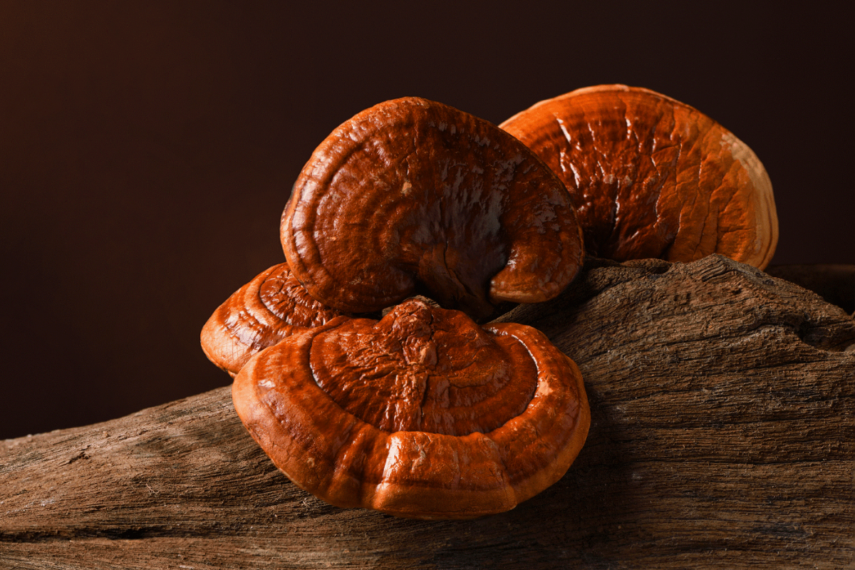 Unlocking the Powers of Reishi Mushroom: Dosage and Warnings | Mytour