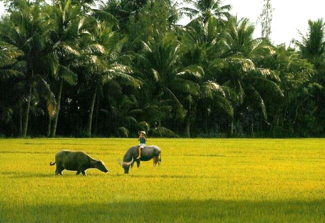 Khám phá những bí mật đằng sau giấc mơ về quê hương và những con số may mắn kèm theo