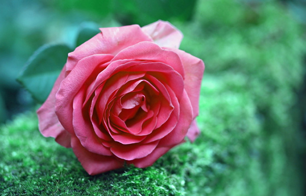 Discover the most stunning rose wallpapers, featuring over 200 ...