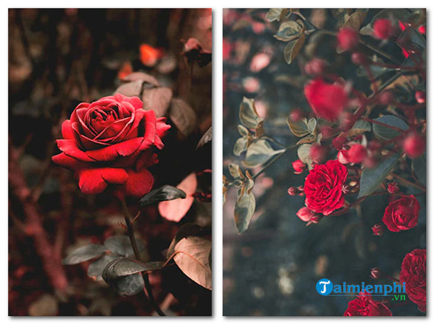 Discover the most stunning rose wallpapers, featuring over 200 ...