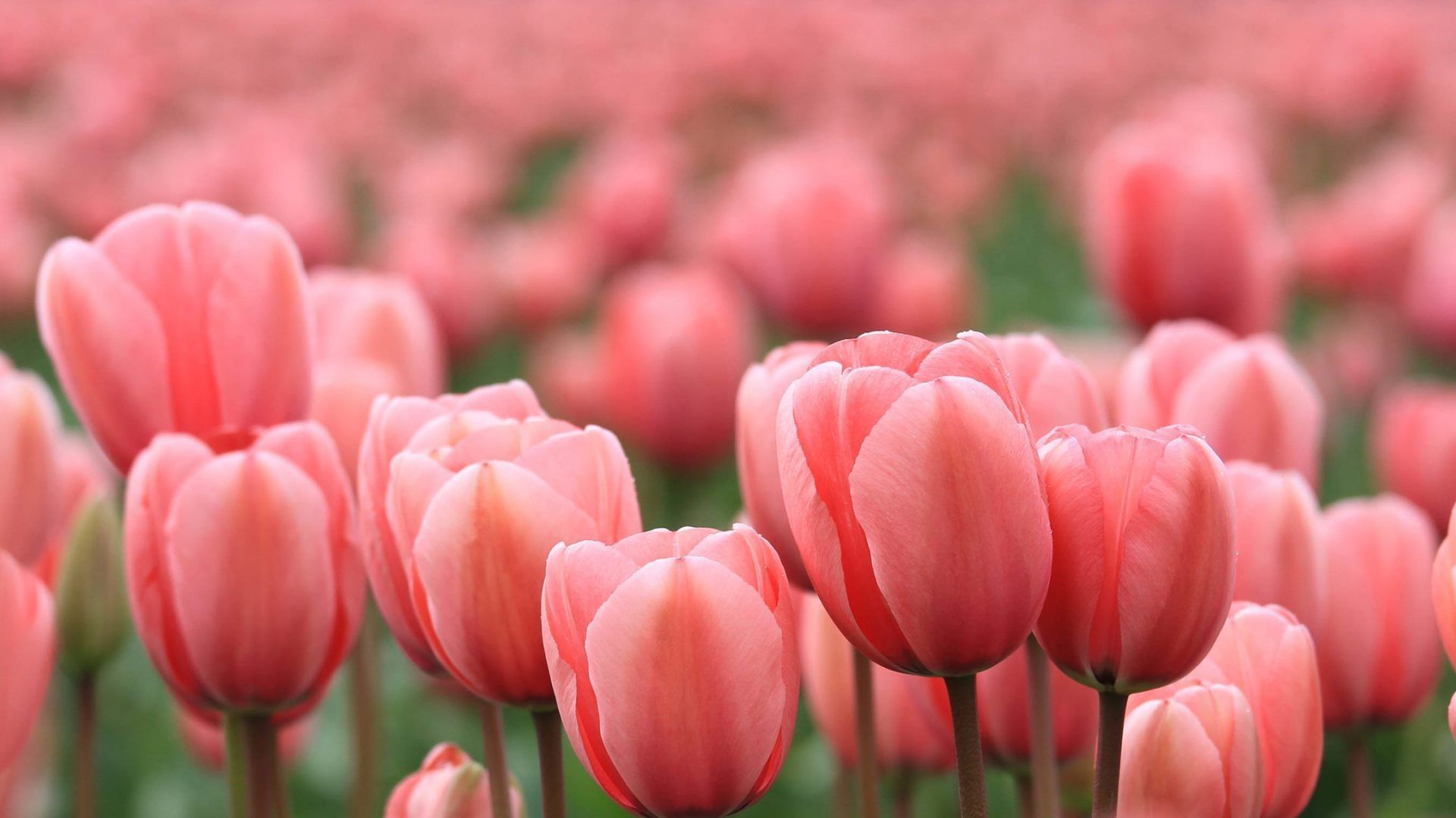 colorful tulip background | Pink wallpaper backgrounds, Tulips, Pretty  wallpapers