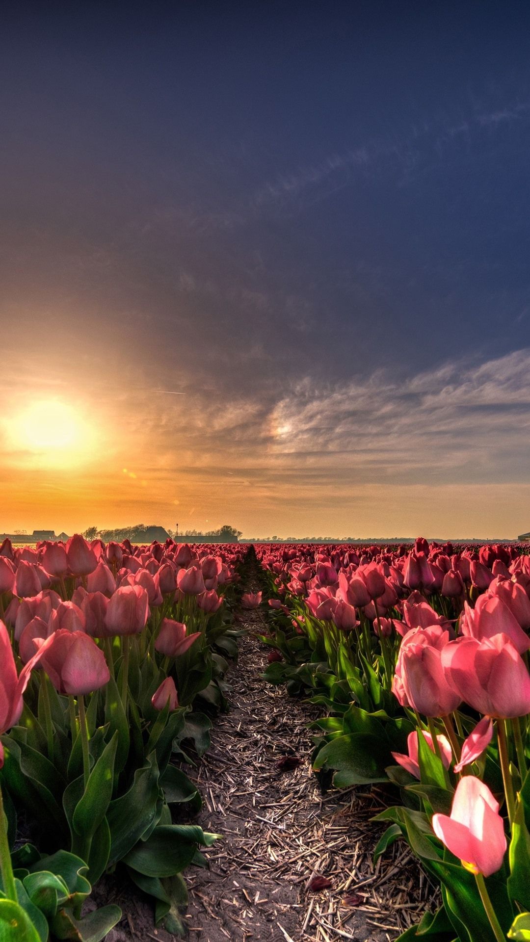 Stunning Tulip Flower Wallpaper