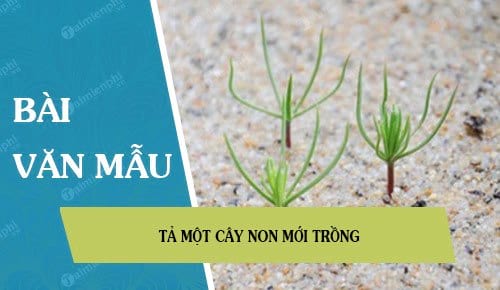 Bài Văn Tả Cây Non Mới Trồng - Hướng Dẫn Chi Tiết Và Mẫu Bài Hay Nhất