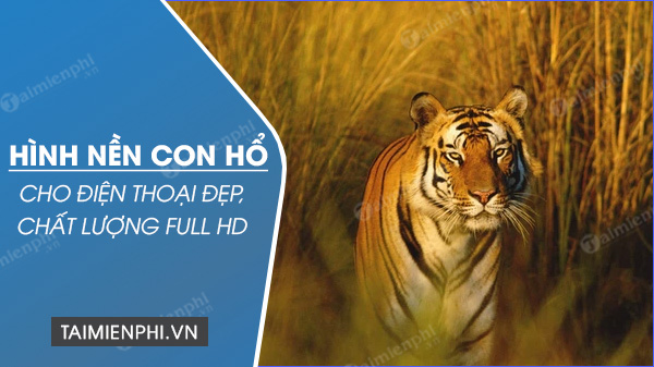 Explore Stunning 3D Tiger Wallpapers for Your Phone