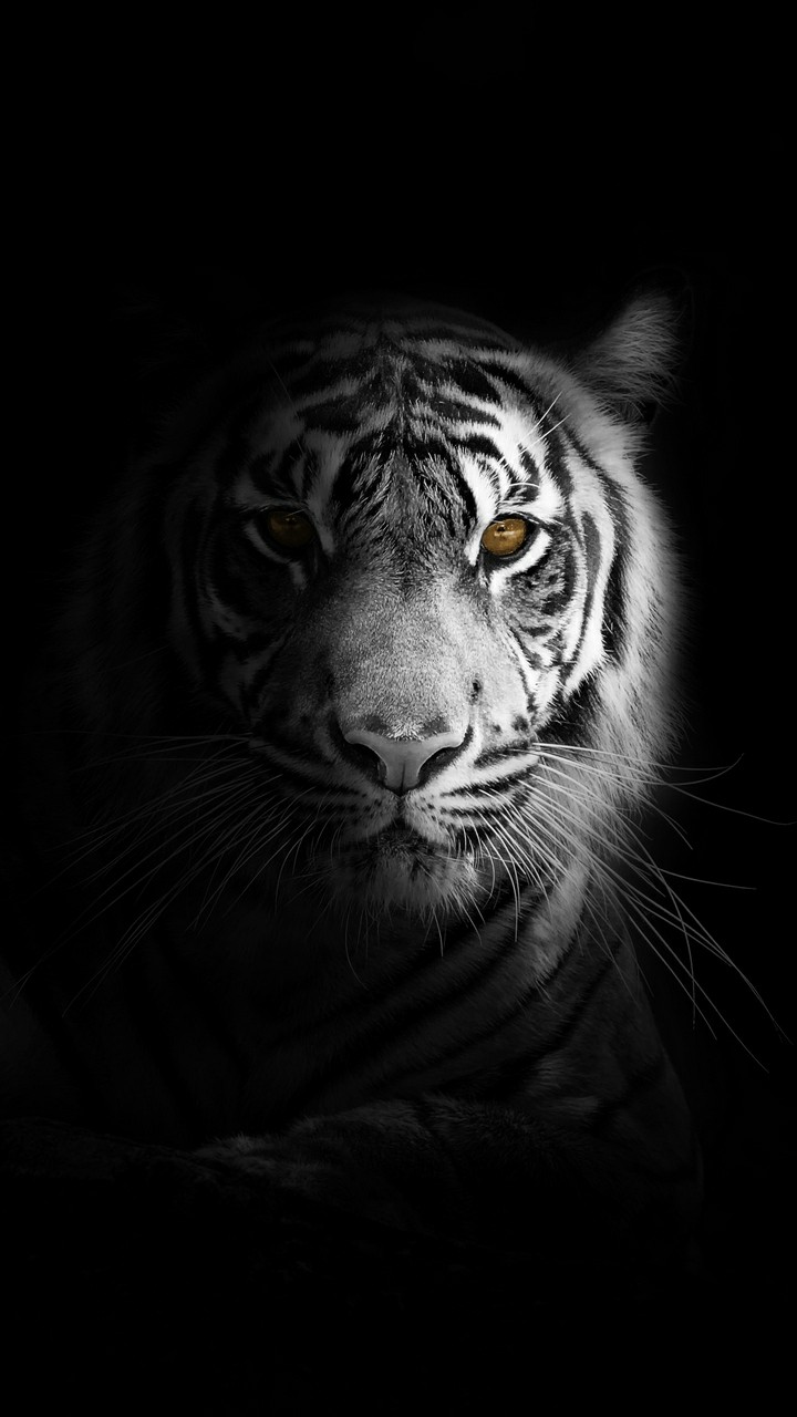 Explore Stunning 3D Tiger Wallpapers for Your Phone