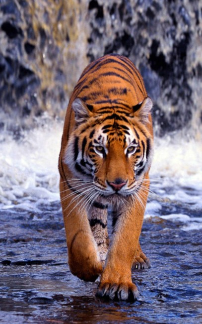 Explore Stunning 3D Tiger Wallpapers for Your Phone