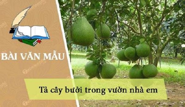 Bài Văn Tả Cây Bồ Đề - Tình Yêu Thiên Nhiên và Sự Giác Ngộ