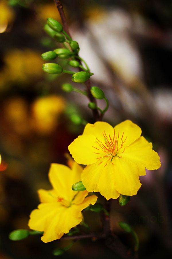 Golden apricot tree and yellow apricot blossom images on Tet