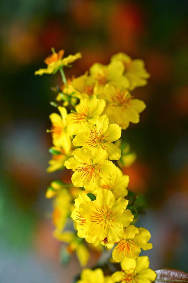 Golden apricot tree and yellow apricot blossom images on Tet