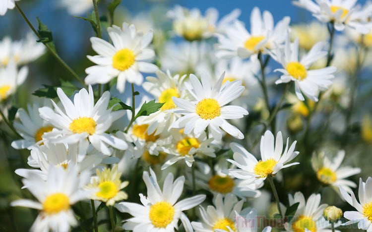 Beautiful Daisy Wallpapers