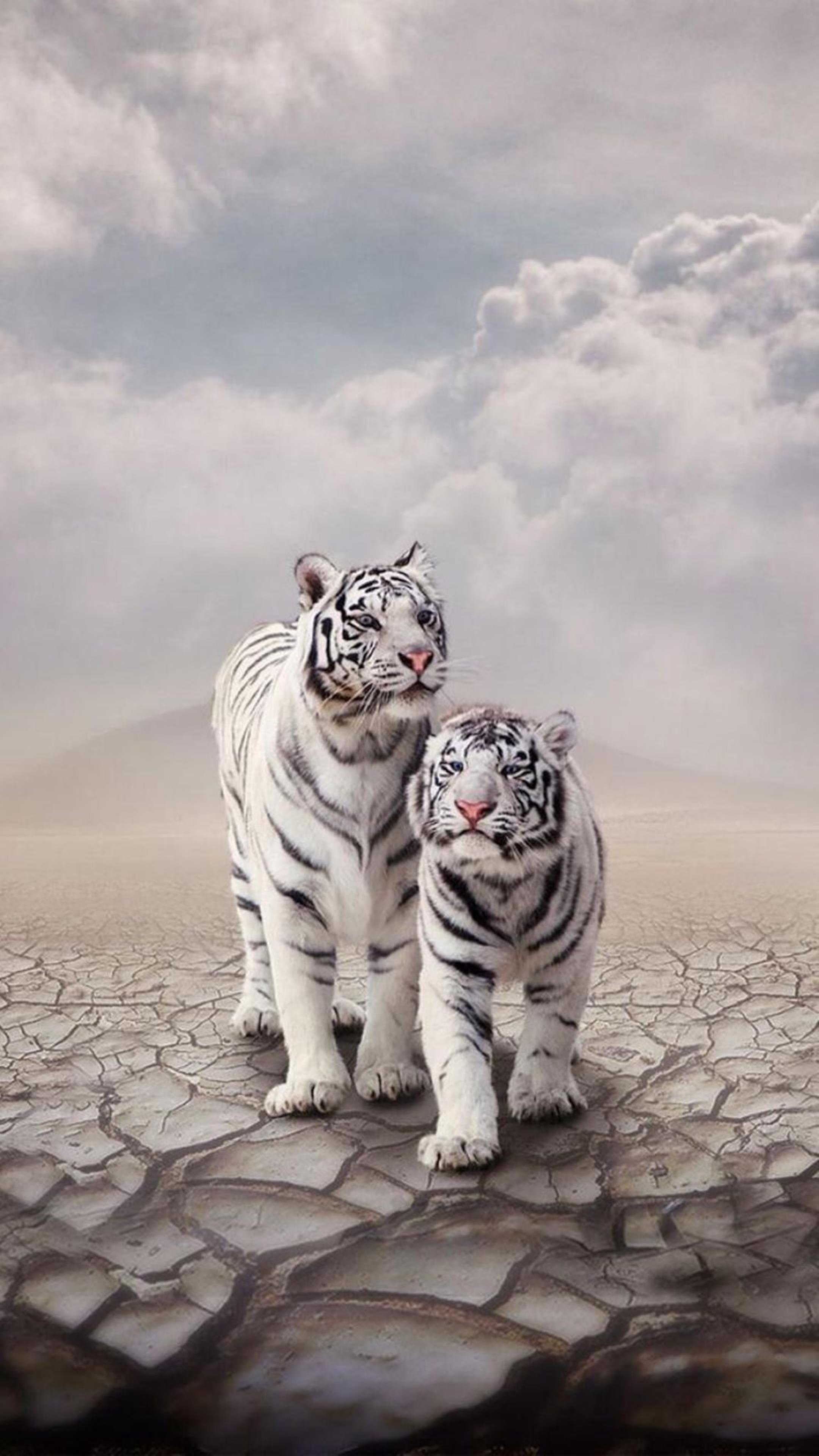 Stunning White Tiger Wallpaper