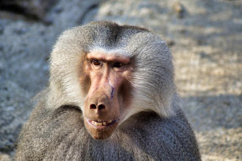 Top 8 Valuable Insights About Dog-Faced Monkeys