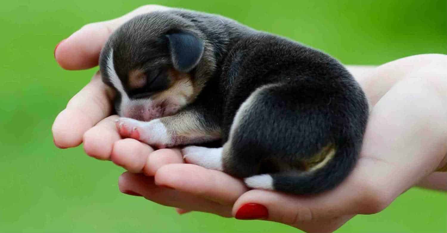 Explore A-Z Tips and Tricks for Successful Dog Rearing | Mytour