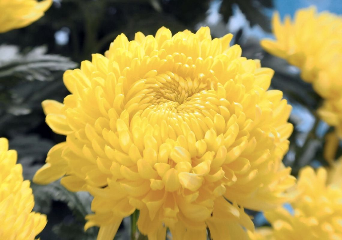 Origin, Characteristics, and Significance of Golden Daisy Flowers | Mytour