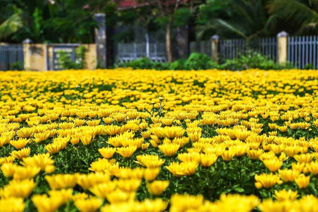 Origin, Characteristics, and Significance of Golden Daisy Flowers | Mytour