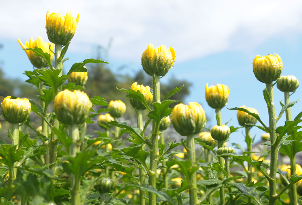 Origin, Characteristics, and Significance of Golden Daisy Flowers | Mytour