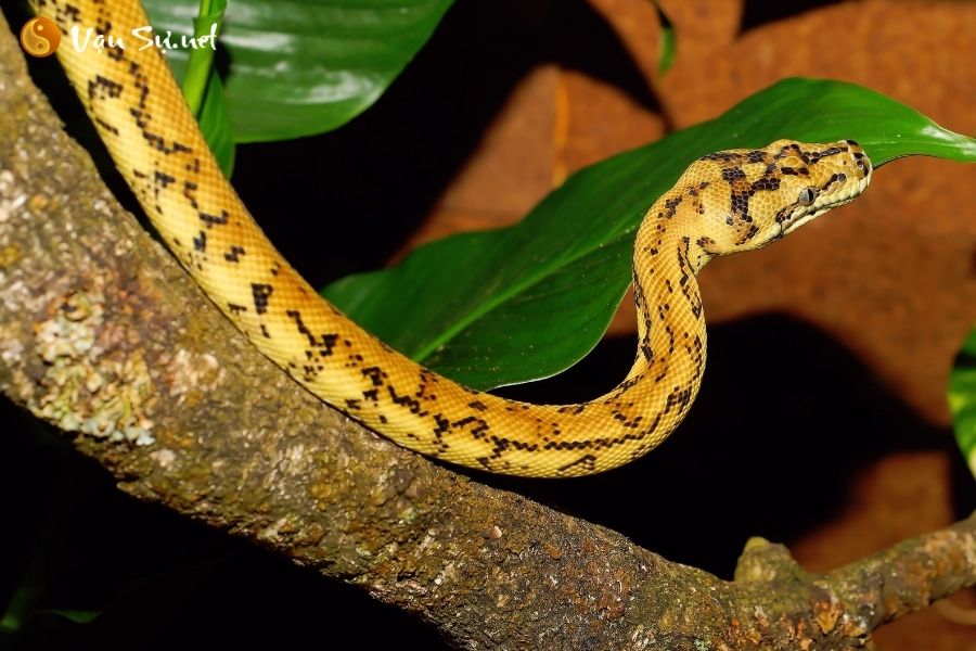 Có ý nghĩa gì khi thường xuyên mơ thấy rắn?