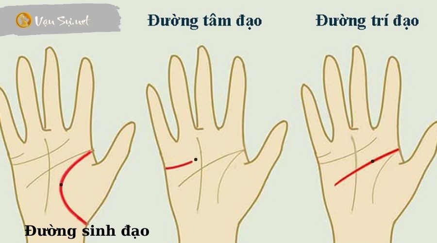 Nốt ruồi trên con đường tâm hồn, sinh học, và trí tuệ