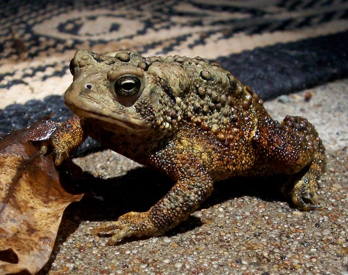 Những bí ẩn sau giấc mơ về con cóc được tiết lộ