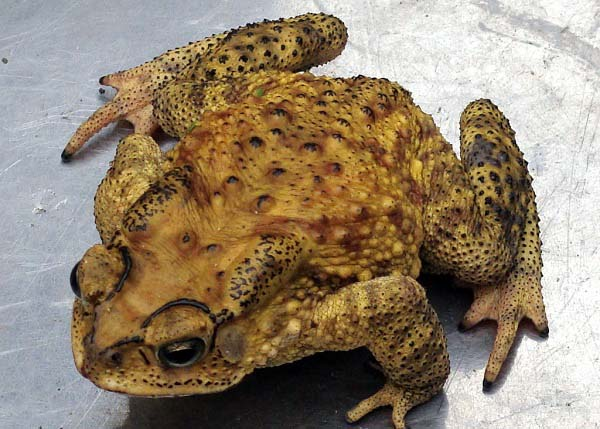 Những bí ẩn sau giấc mơ về con cóc được tiết lộ