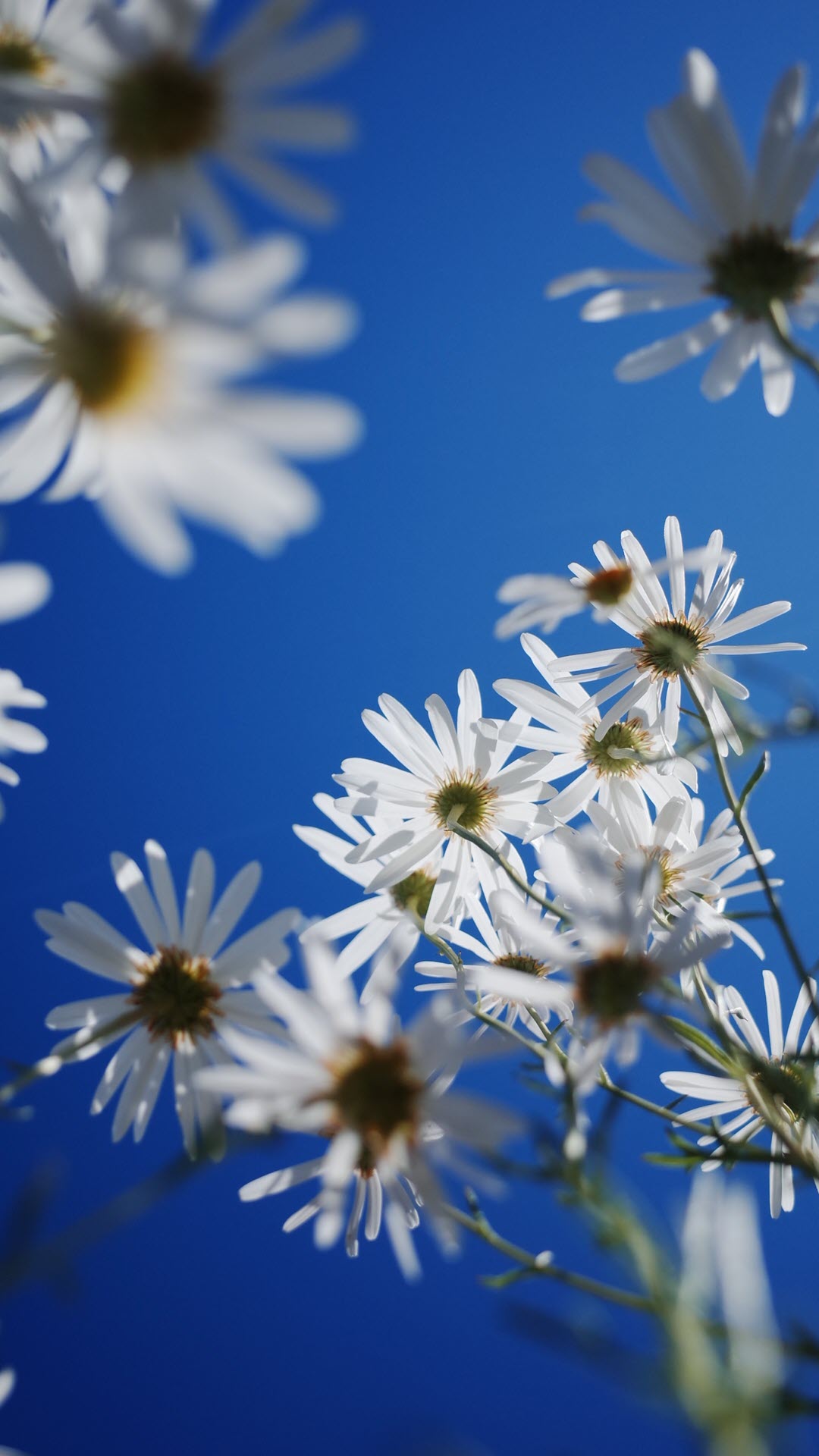 Beautiful Daisy Phone Backgrounds