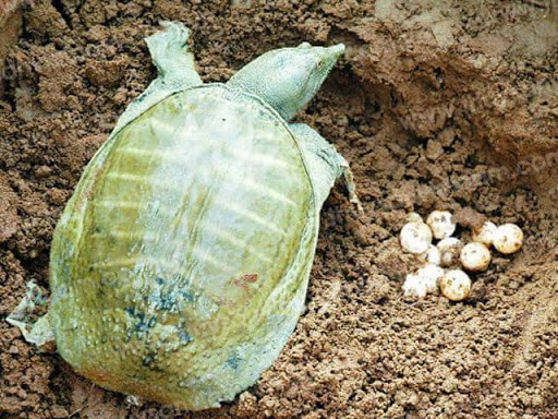 Bí ẩn giấc mơ thấy ba ba và thông điệp ẩn sau