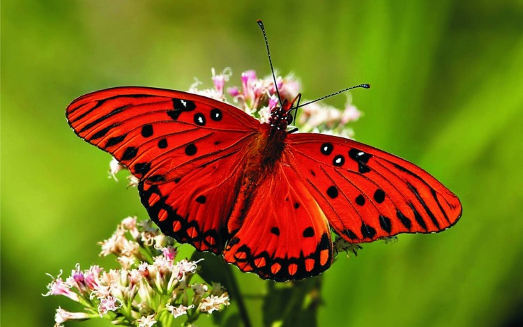 Khám phá ý nghĩa giấc mơ thấy bướm và các con số may mắn kết nối