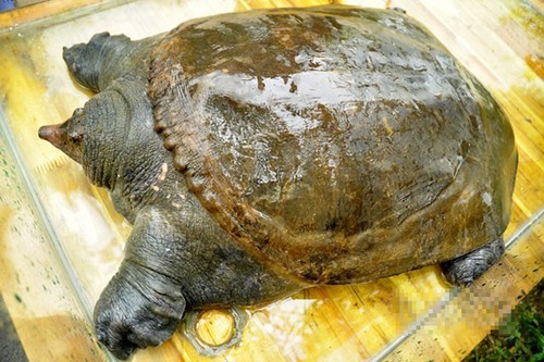 Bí ẩn giấc mơ thấy ba ba và thông điệp ẩn sau