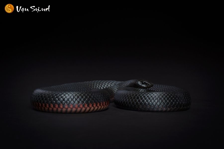 Trong giấc mơ, rắn đen biểu thị sự bí ẩn và định mệnh.