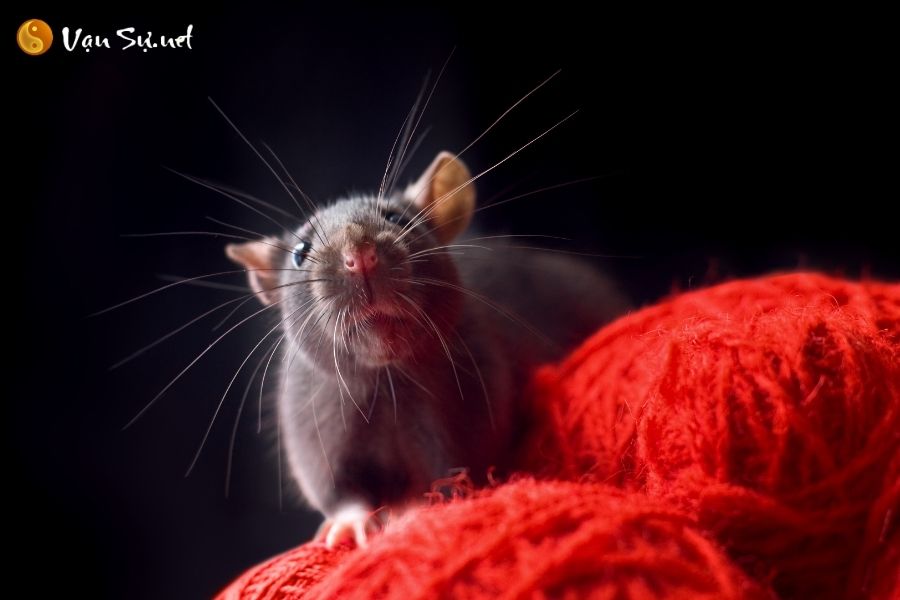 Mơ thấy chuột - Điềm Báo Nào Đang Chờ Đón?