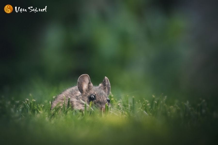 Mơ thấy chuột - Điềm Báo Nào Đang Chờ Đón?
