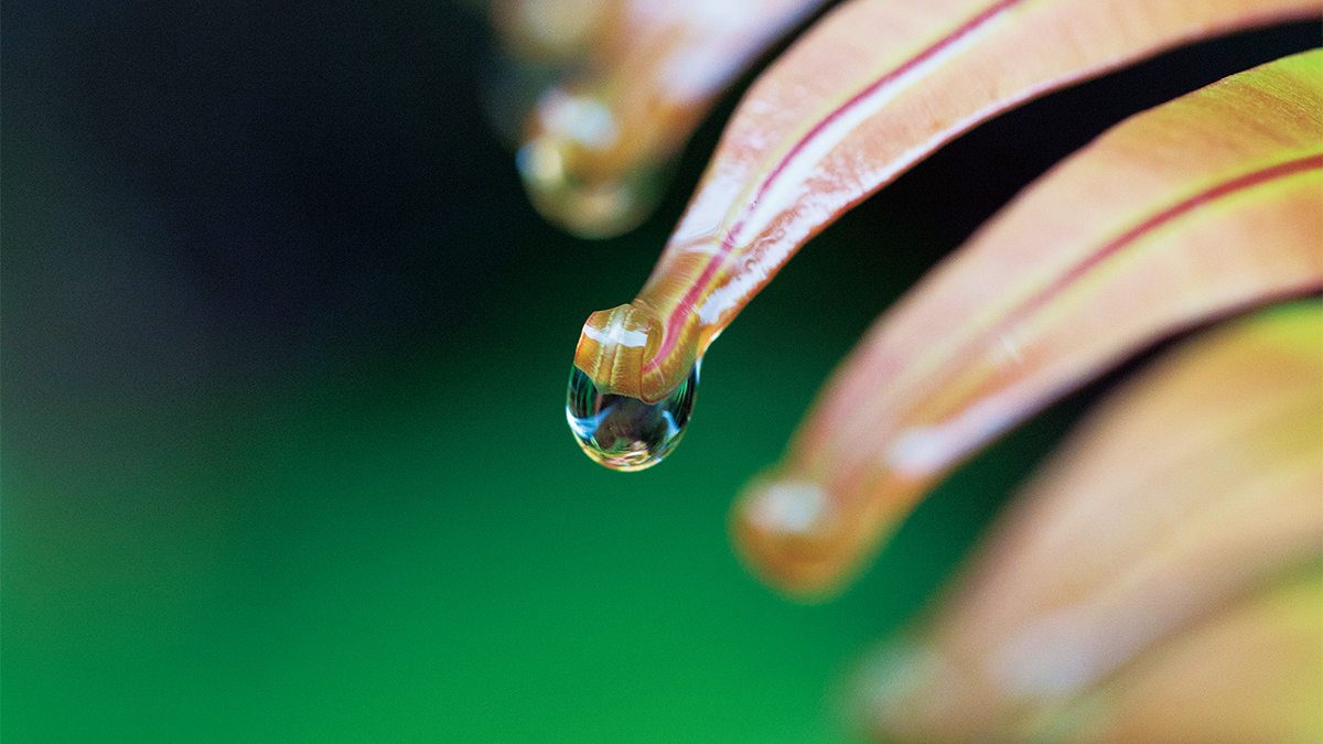Macro Photography Explained and Mastered
