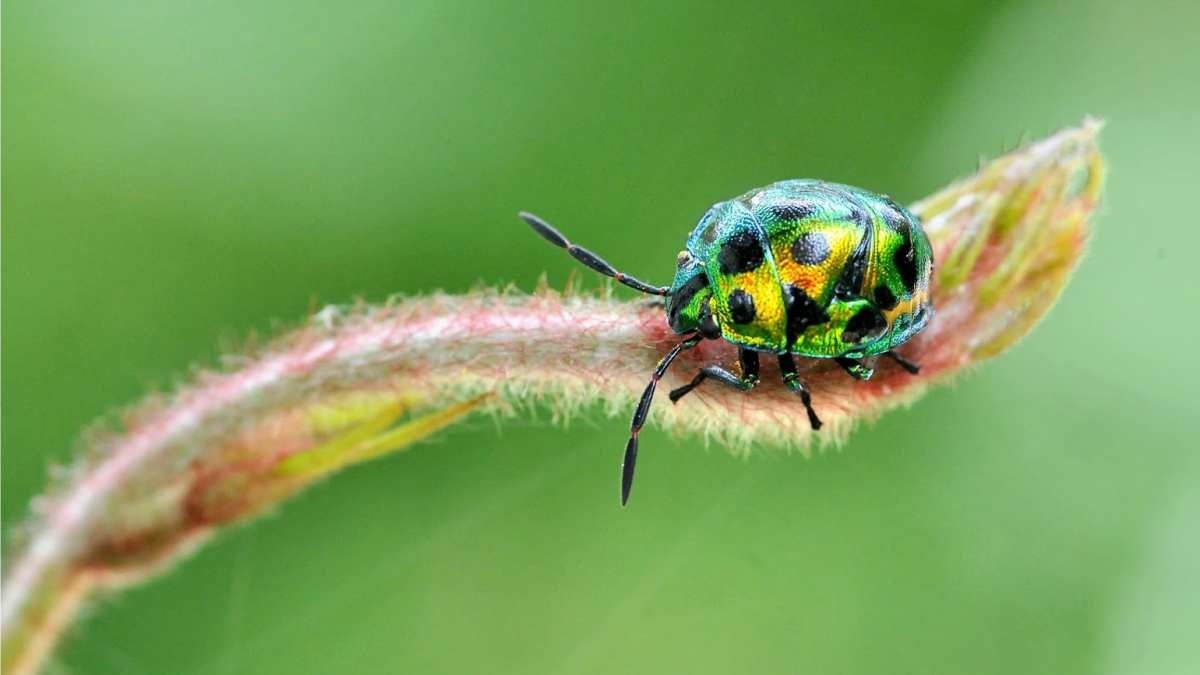 Macro Photography Explained and Mastered