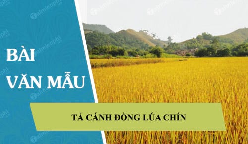 Viết Bài Văn Tả Cánh Đồng Lúa Chín - Cảnh Đẹp Thanh Bình Của Nông Thôn