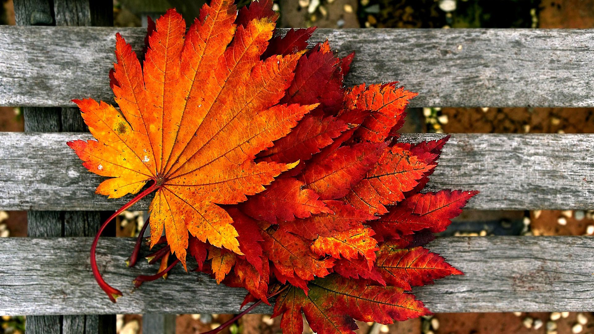 Beautiful autumn wallpapers