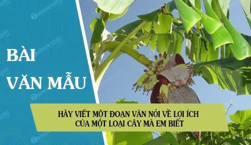 Hãy Viết Một Đoạn Văn Nói Về Lợi Ích Của: Khám Phá Những Điều Tuyệt Vời Mà Bạn Có Thể Chưa Biết