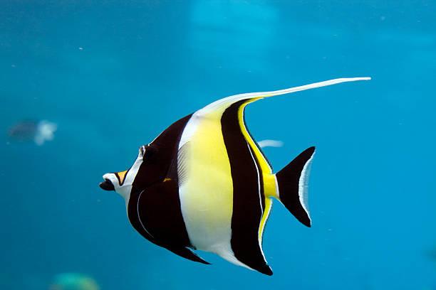 Top 10 Most Beautiful Fish in the World 